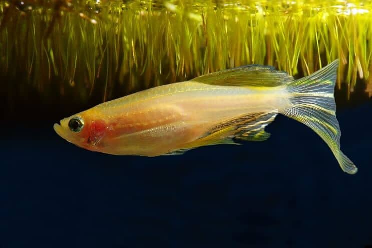 Zlatý morph Zebra Danio