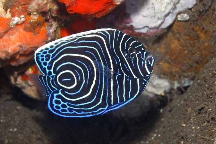 Juvenilní císař Angelfish