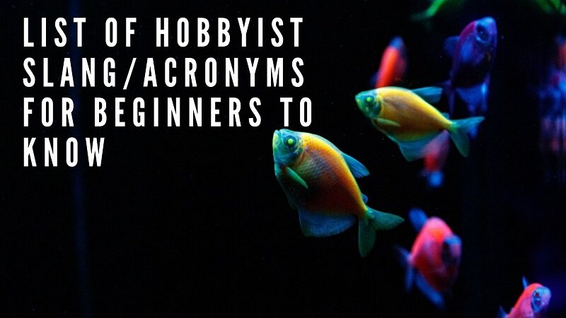 seznam fandů slang_acronyms pro začátečníky