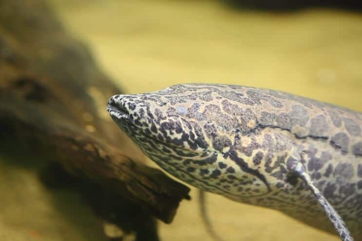 Lungfish africký