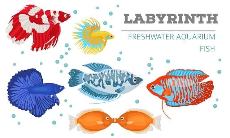 Labyrint ryby