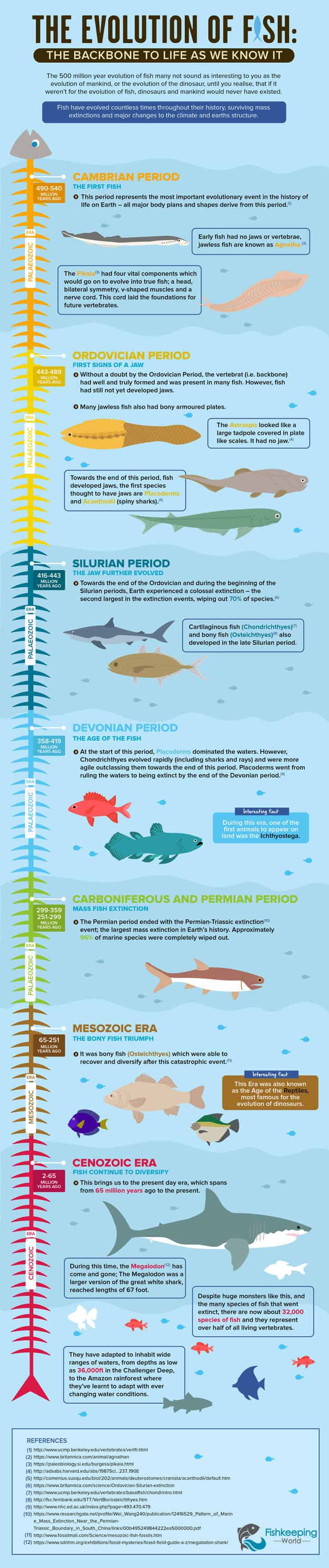 Infografika Evoluce ryb