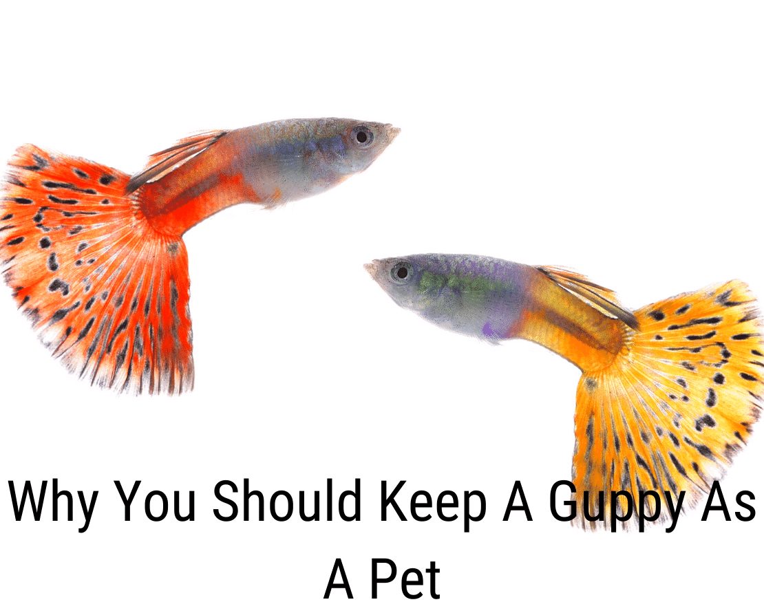 Proč byste měli chovat Guppy jako domácího mazlíčka