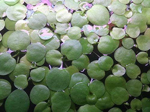 SoShrimp 20+ Rostliny Amazon Frogbit - Živá sladkovodní akvarijní plovoucí rostlina