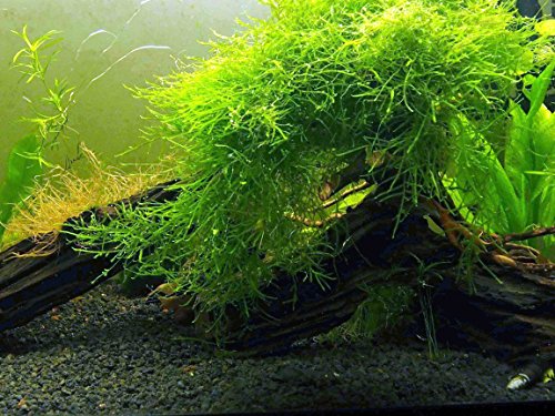 Vodní umění Java Moss (velká 25 čtverečních palcových částí) sladkovodní akvarijní rostliny Živá rostlina Java Moss pro akvárium Živé akvarijní rostliny | Spárujte dobře s kuličkami Marimo Moss v zasazeném akváriu
