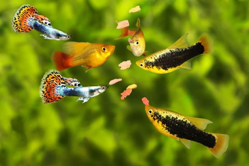 Mohou se Guppies and Platies Crossbreed?