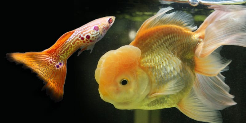 mohou guppies jíst jídlo pro zlaté rybky?