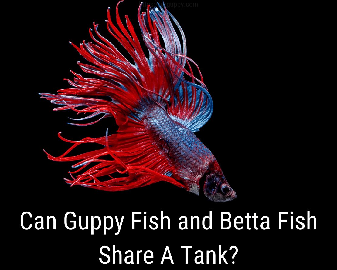 Mohou ryby Guppy a Betta sdílet tank?