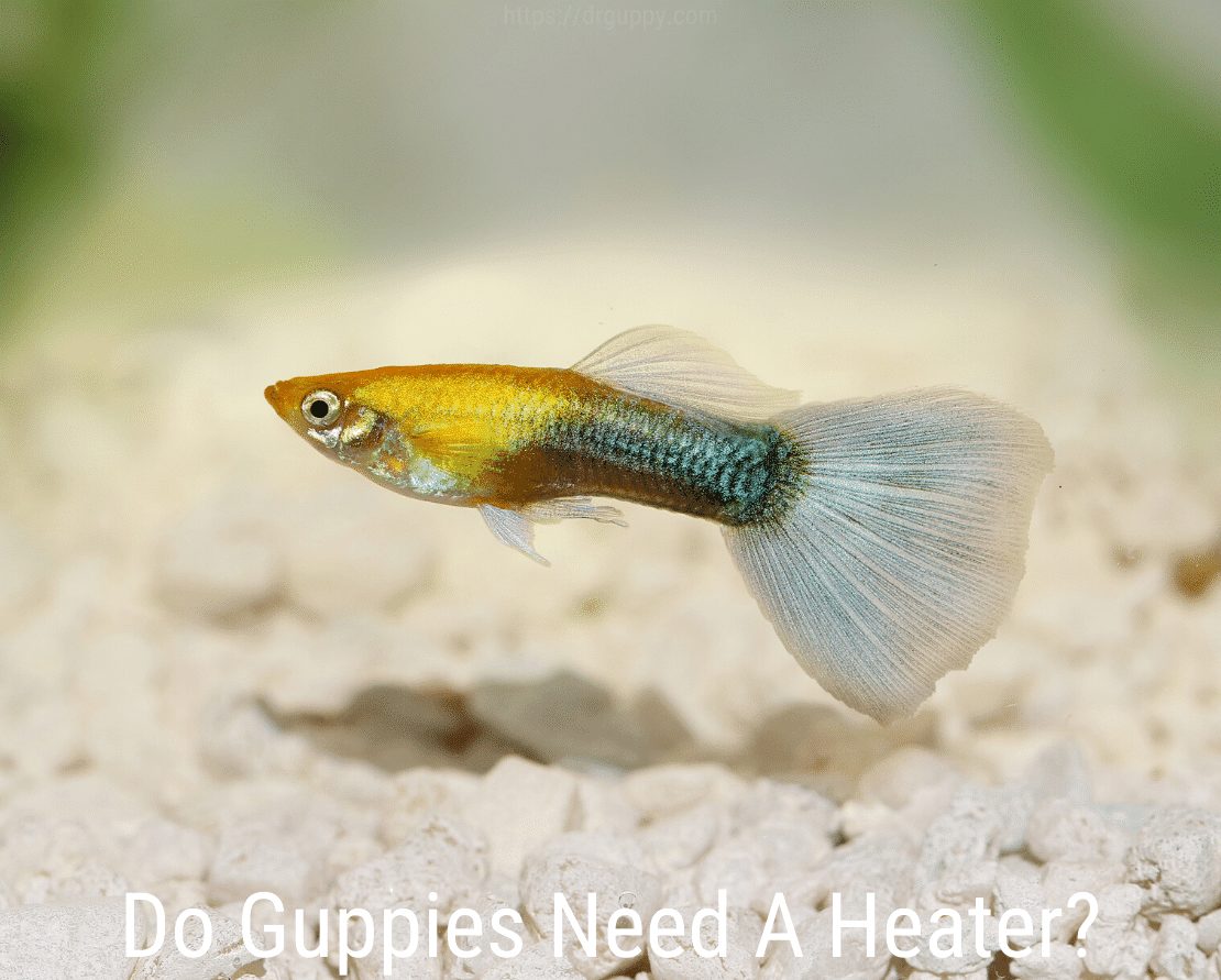 Potřebují Guppies topení?