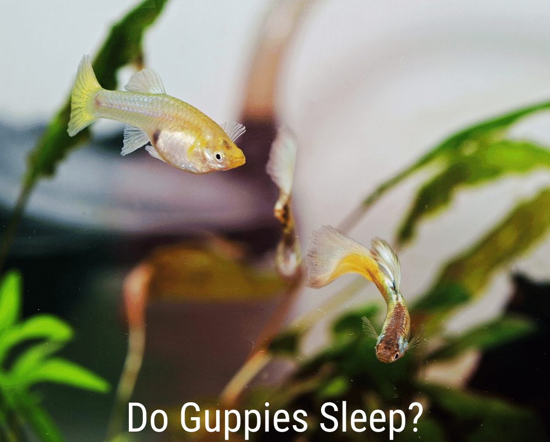 Spí Guppies?
