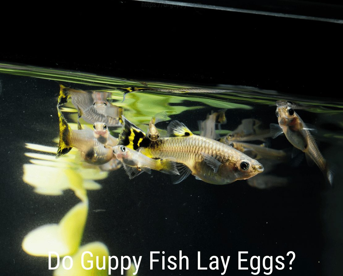 Kladou Guppy ryby vejce?