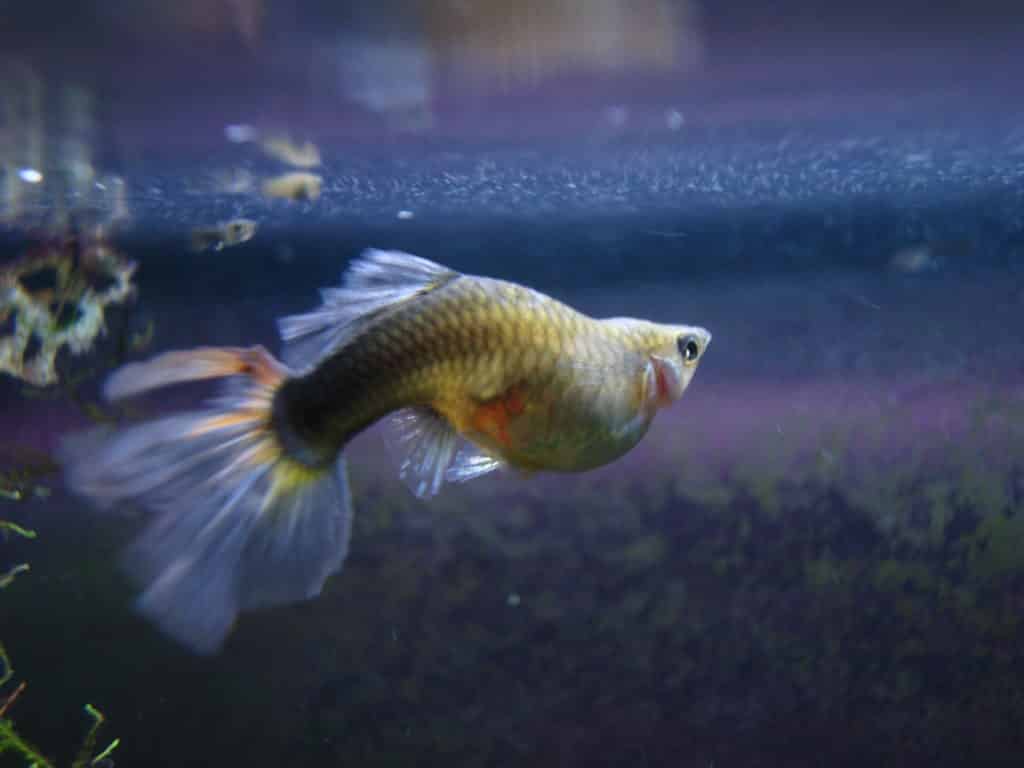 Guppy Fish Dropsy - příčiny a možná léčba