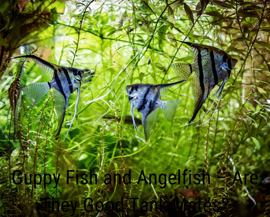 Guppy Fish and Angelfish - jsou to dobří tankisté?