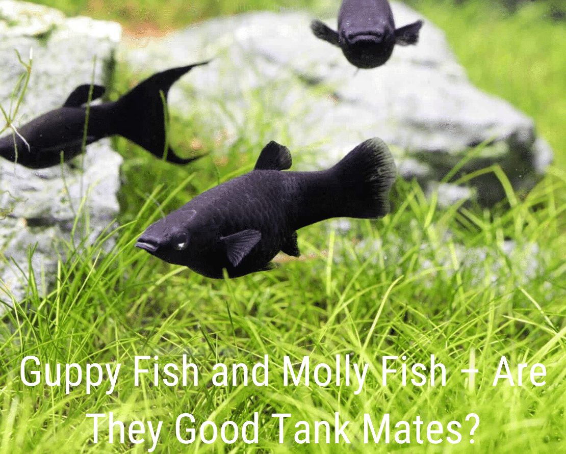 Guppy ryby a ryby Molly - jsou to dobří tankisté?