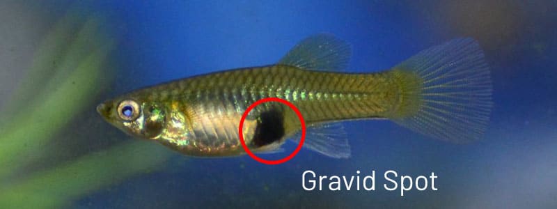 Ženské guppy gravidní místo.
