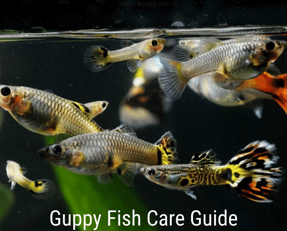 Průvodce péčí o ryby Guppy