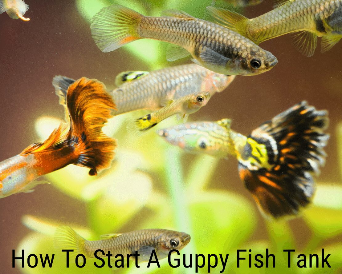 Jak spustit nádrž na ryby Guppy?