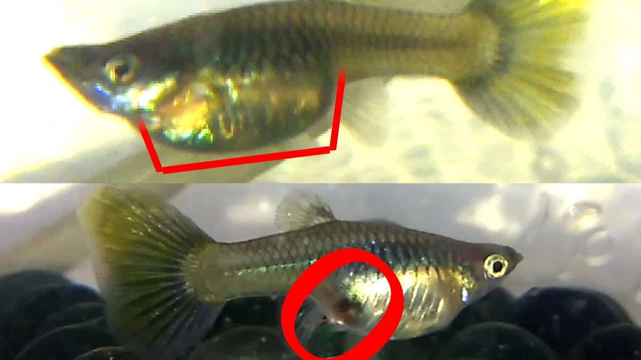 Jak zjistit, zda je guppy těhotná