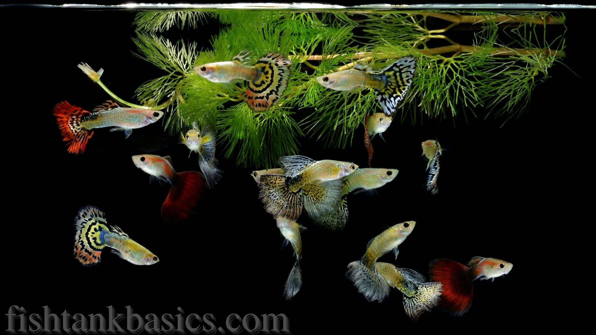 Guppy ryby poblíž horní části akvária.