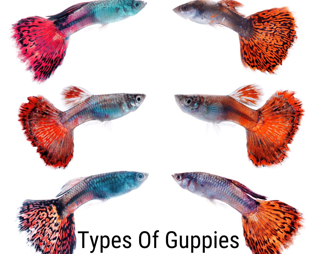 Guppy typy: Vše, co potřebujete vědět
