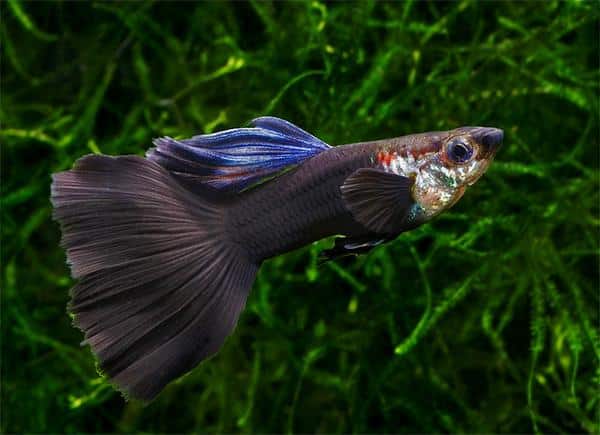 Černá Guppy.