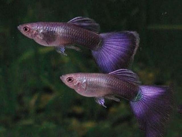 Fialové Guppies.