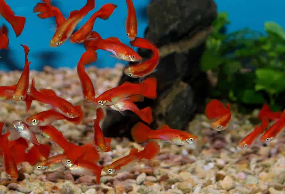 Blonďatá červená Guppy
