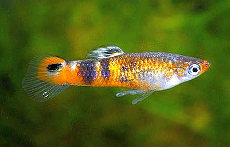 Oranžová guppy.