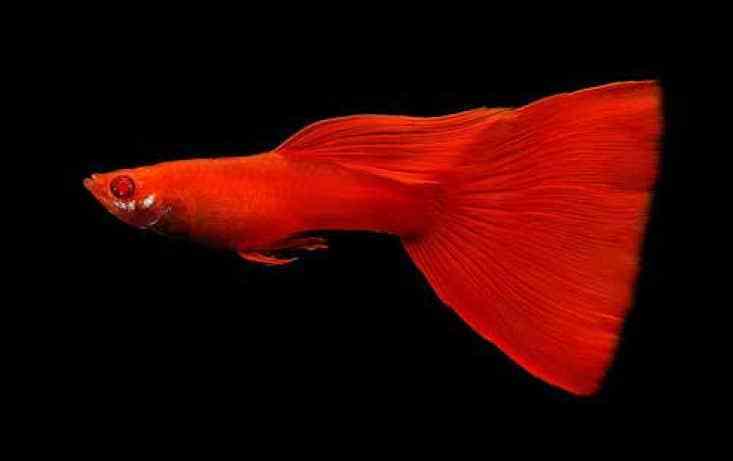 Plně červený albín Guppy.
