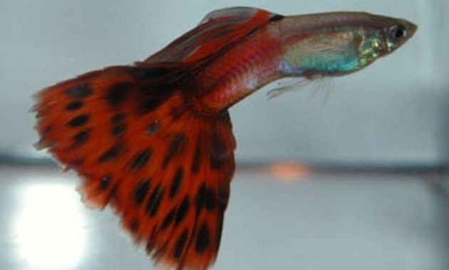 Červená dvoubarevná Guppy