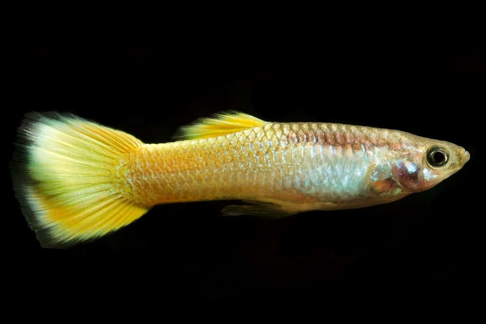 Žlutá Guppy.