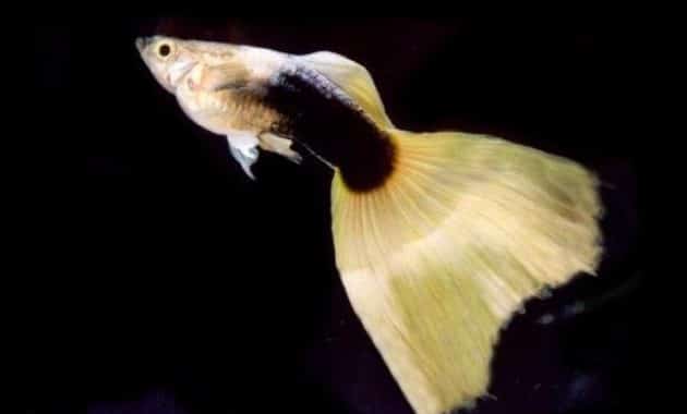 Napůl černá žlutá guppy