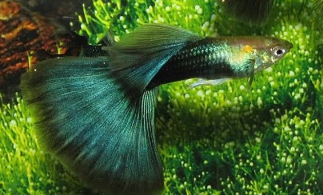 Napůl černá zelená Guppy.