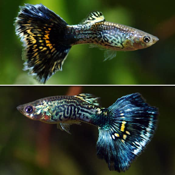 Modré kobry guppies.