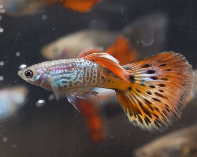Mužské červené kobry guppy.