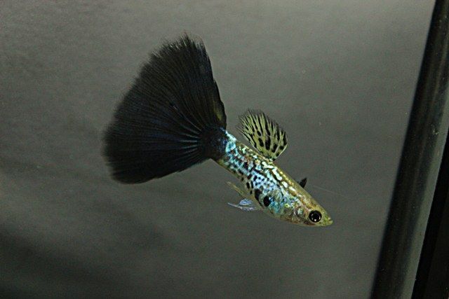 Černá Cobra Guppy.