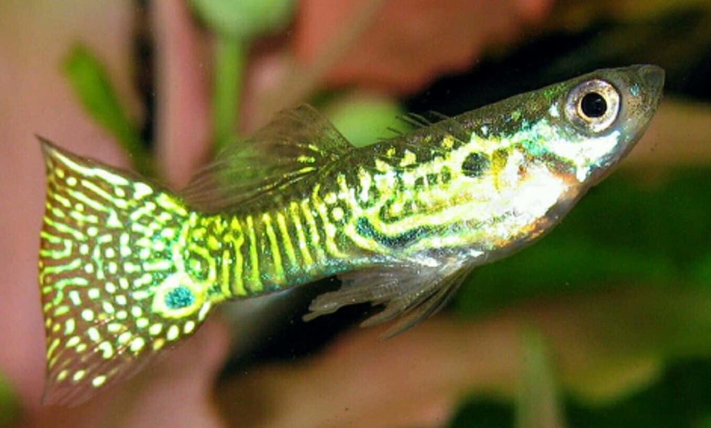 Zlatá hadí kůže Guppy.