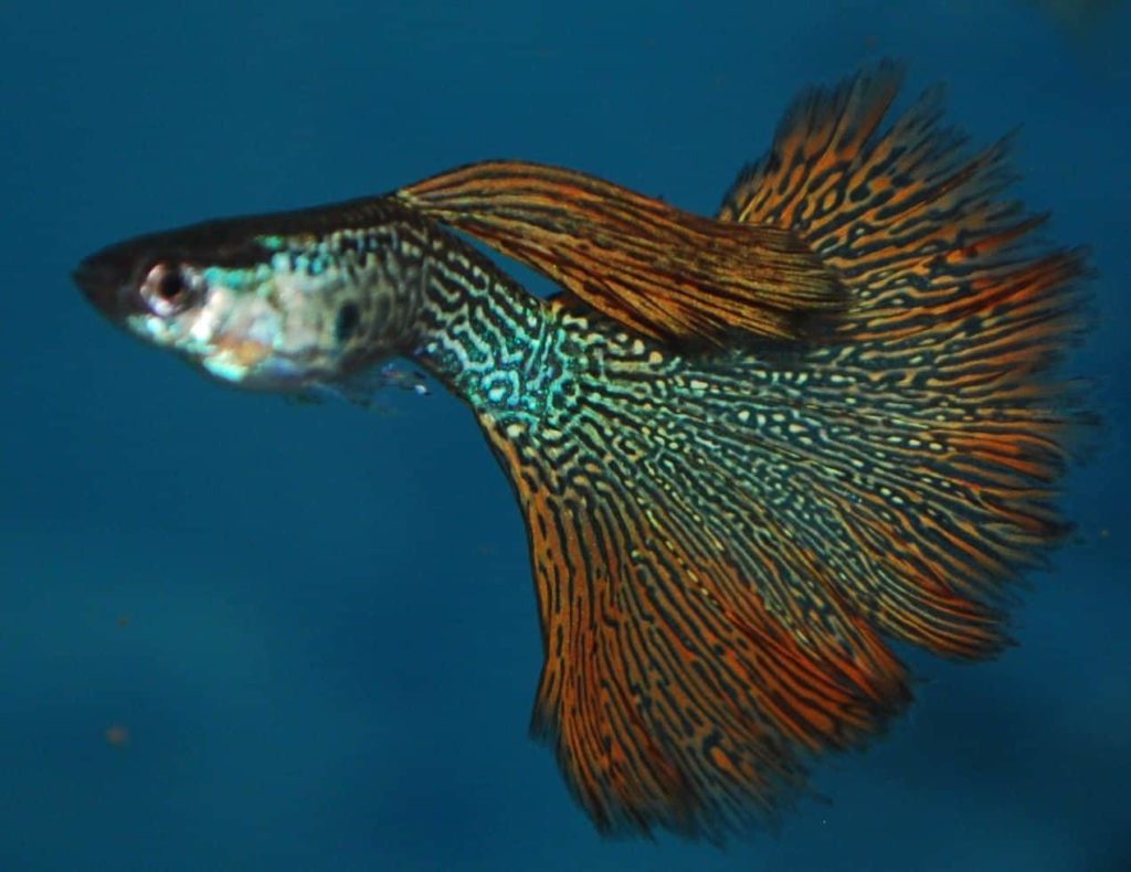 Červená hadí kůže Guppy.