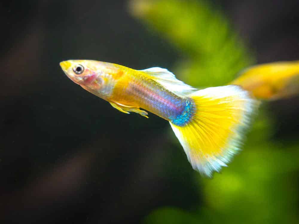 Žlutý smoking Guppy.