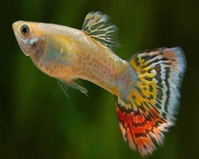 Žlutý leopardí ocas Guppy.