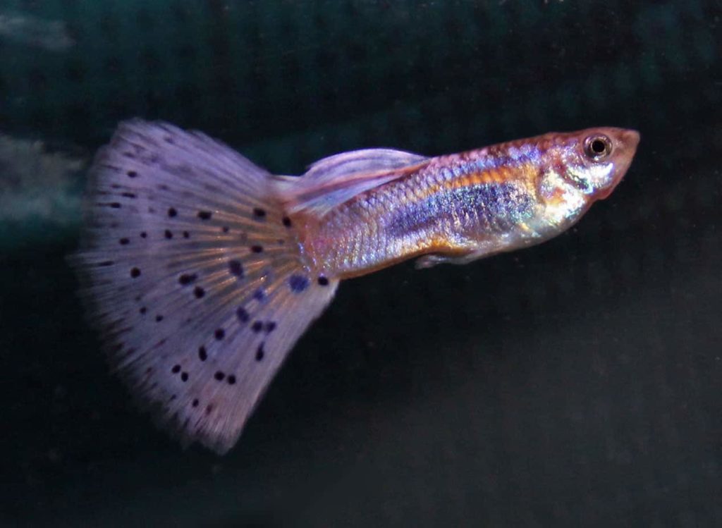 Ocas fialové trávy Guppy