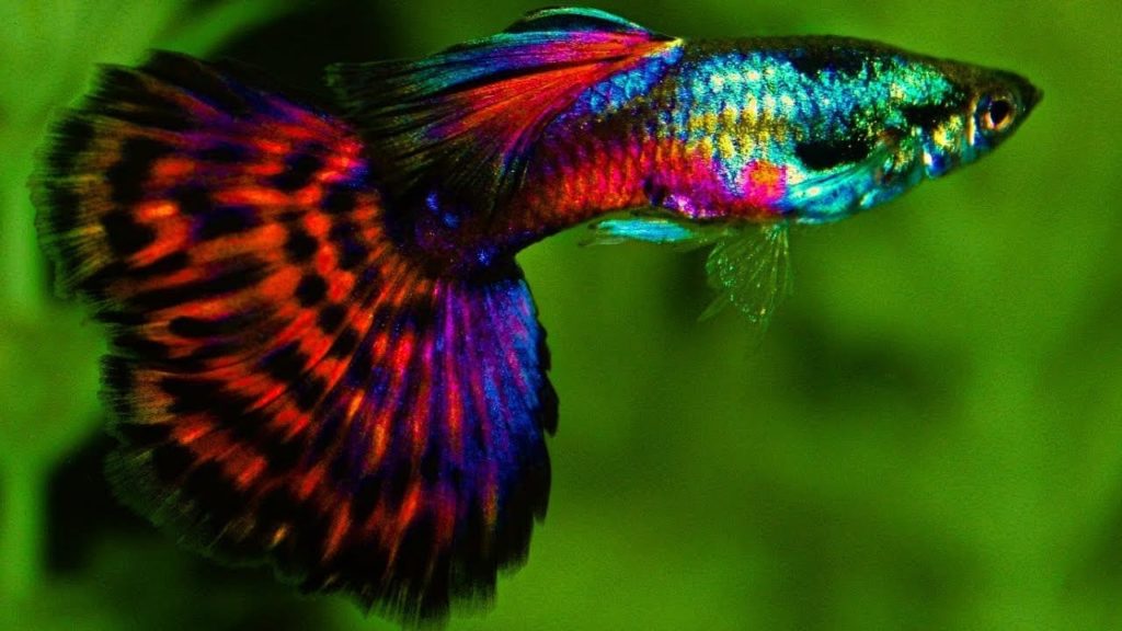 Červený platinový mozaikový ocas Guppy.