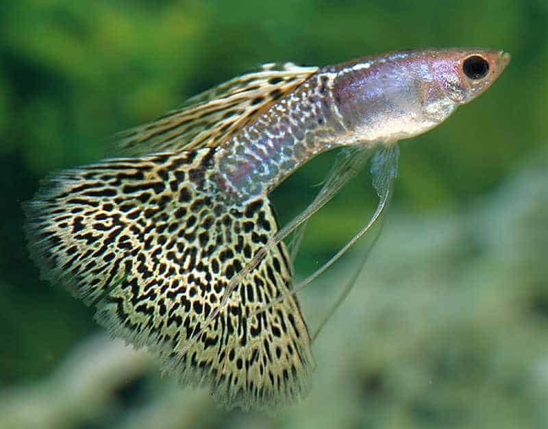 Závoj ocas Guppy.