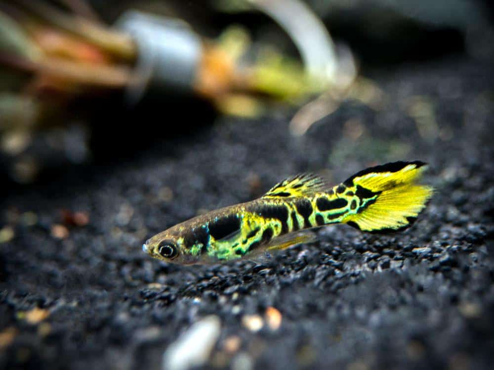 Žlutá Endler Guppy.