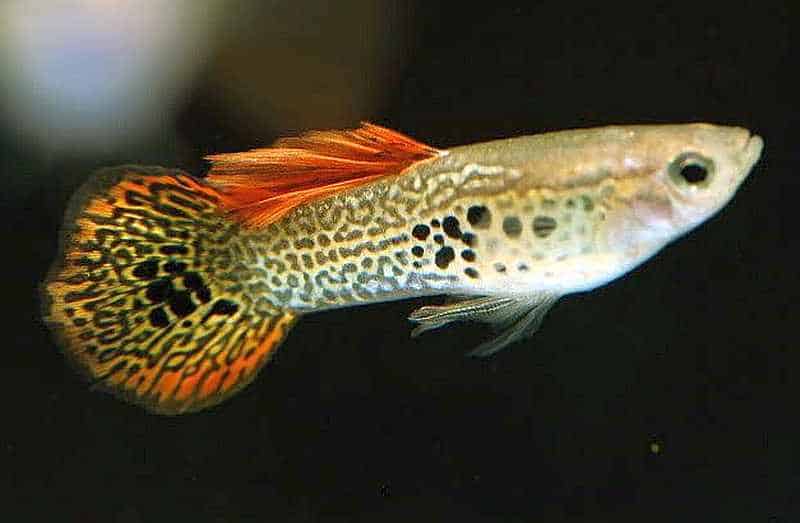 Kulatý ocas Guppy