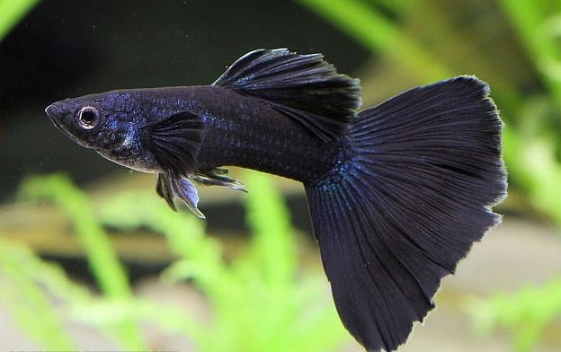 Černá Guppy.