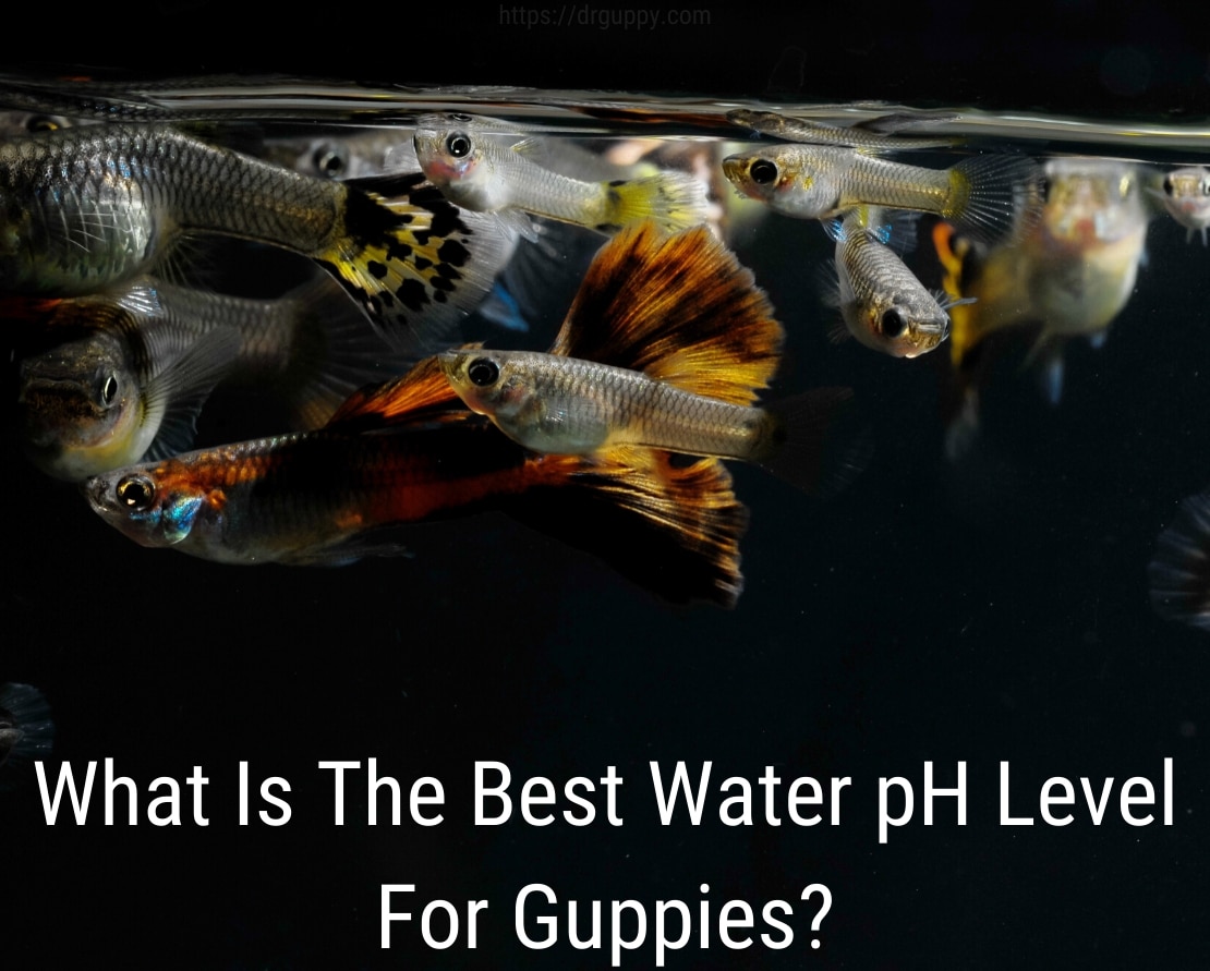 Úroveň pH vody Guppy Fish - ideální číslo