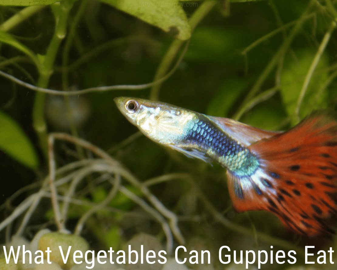 Co může jíst zelenina Guppies