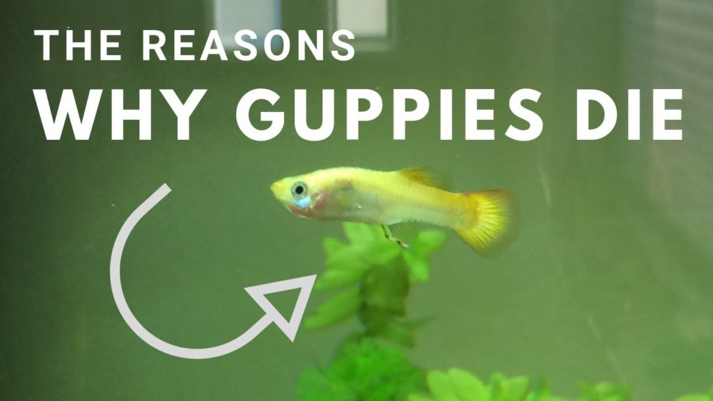 Proč moje guppies stále umírají?