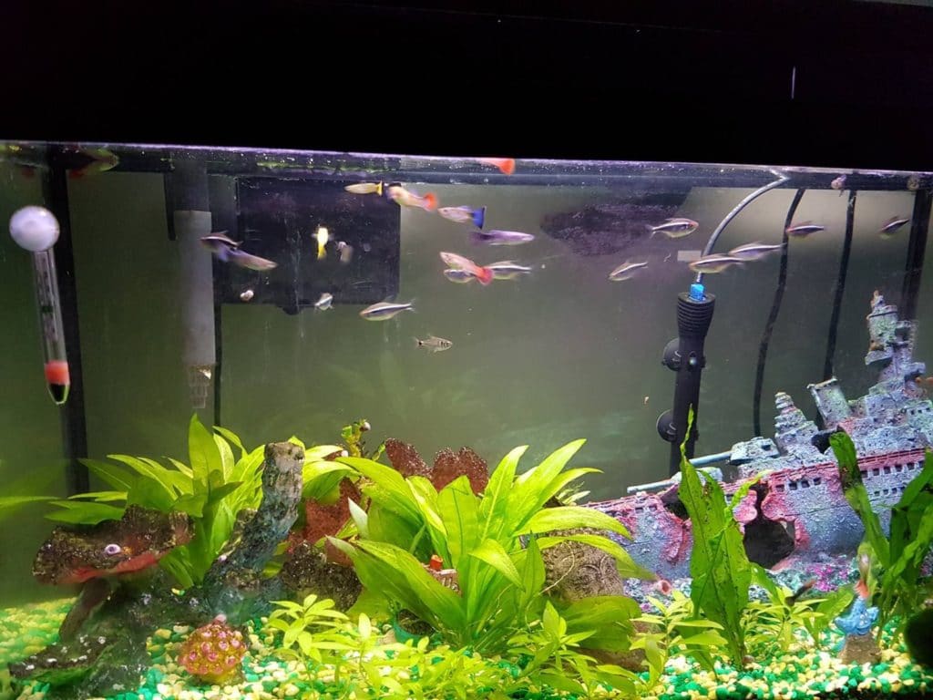 proč moje guppies zůstávají v rohu?